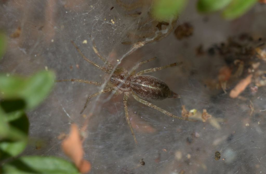 Allagelena gracilens - Grosseto